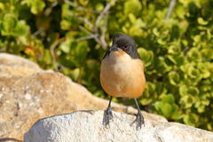Laniarius ferrugineus ferrugineus