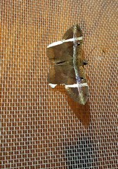 Hemeroblemma mexicana