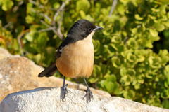 Laniarius ferrugineus ferrugineus