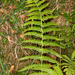 Lemon-scented Fern - Photo (c) Drepanostoma, some rights reserved (CC BY-NC), uploaded by Drepanostoma