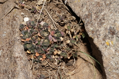 Draba cusickii cusickii
