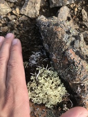 Flavocetraria