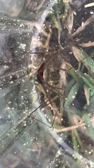 Acanthophrynus coronatus