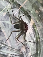 Acanthophrynus coronatus