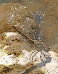 Brachythemis