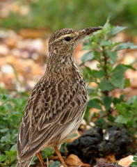 Certhilauda curvirostris brevirostris