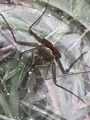 Acanthophrynus coronatus