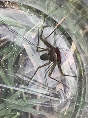 Acanthophrynus coronatus