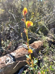 Gompholobium ovatum