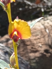 Gompholobium ovatum
