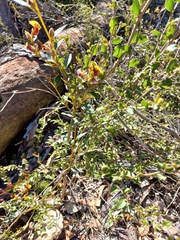 Gompholobium ovatum