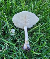 Melanoleuca verrucipes