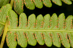 Oreopteris limbosperma