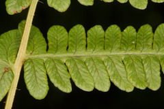 Oreopteris limbosperma