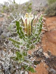 Codon royenii