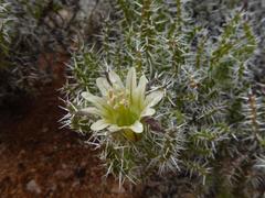 Codon royenii