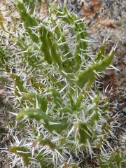 Codon royenii