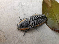 Chalcolepidius rugatus