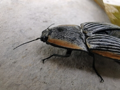 Chalcolepidius rugatus