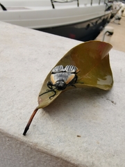 Chalcolepidius rugatus