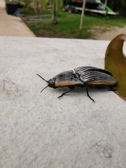 Chalcolepidius rugatus