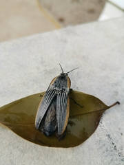 Chalcolepidius rugatus