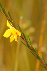 Dillwynia floribunda