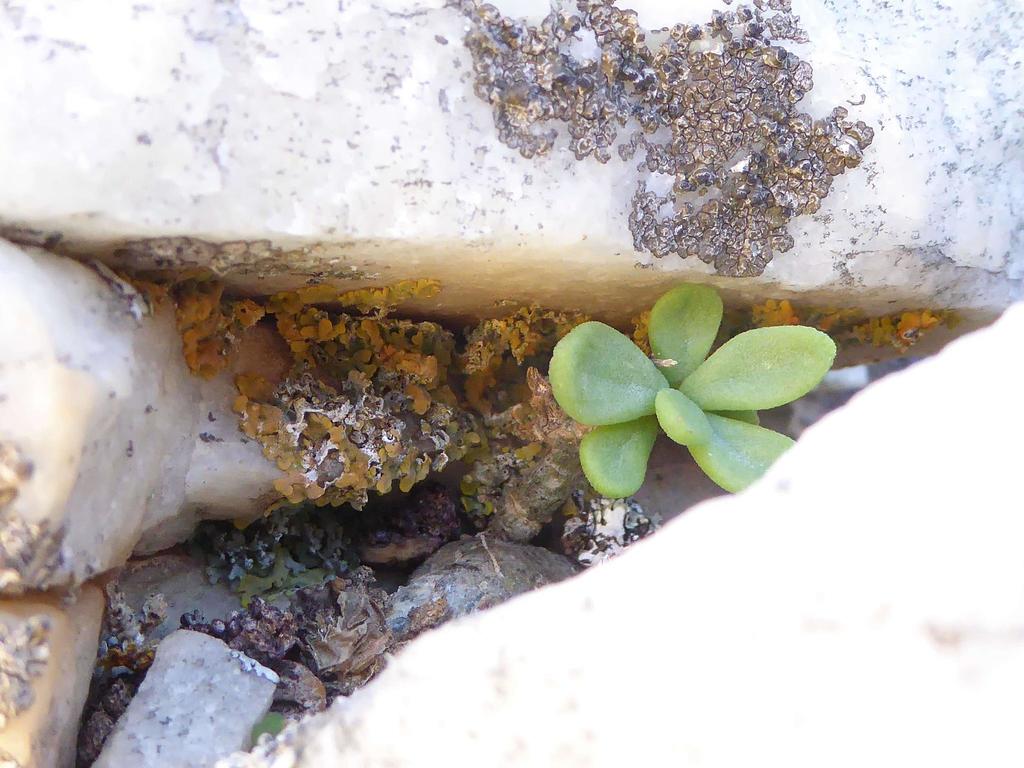 Tylecodon bodleyae, Namakwa, ZA-NC, ZA