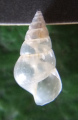 Styliferina translucida