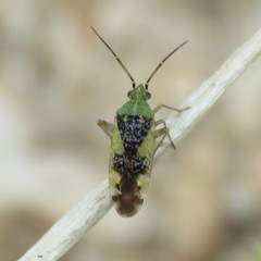 Reuteroscopus basicornis