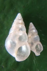 Styliferina translucida