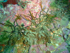 Bifurcariopsis capensis