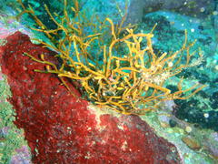 Bifurcariopsis capensis