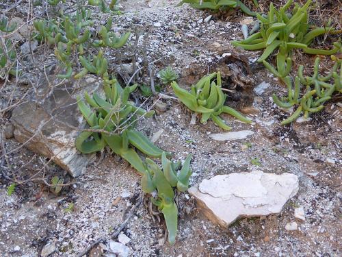 Mitrophyllum mitratum (Marloth) Schwantes 4