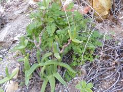 Mitrophyllum mitratum