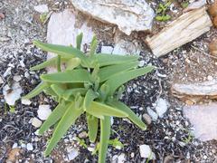 Mitrophyllum mitratum