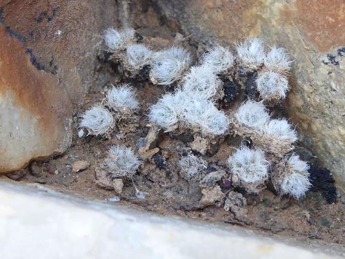 Anacampseros scopata