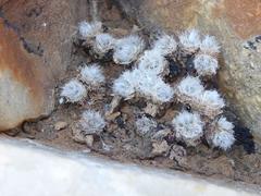 Anacampseros scopata