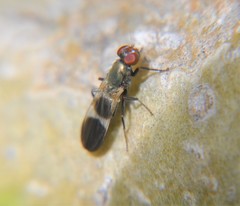 Eumecosomyia lacteivittata
