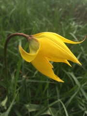 Tulipa sylvestris