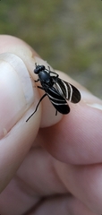 Tritoxa