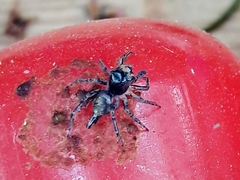 Maeota dichrura