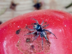 Maeota dichrura