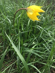 Tulipa sylvestris