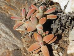 Crassula grisea