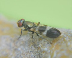 Eumecosomyia lacteivittata