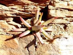 Crassula macowaniana