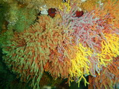 Melithaea rubra