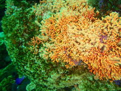 Melithaea rubra