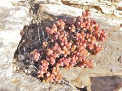 Crassula elegans elegans